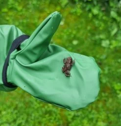 Rainkids Thermo Buddelhandschuhe Matschhandschuhe Mit Fleecefutter -Kindermode – Einfach machen. Rainkids Handschuhe Frosch 1280x1280