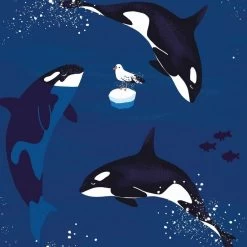 Walkiddy Kapuzenjacke Orcas Meerblau Sweatjacke 7 Walkiddy Kapuzenjacke Orcas Meerblau Sweatjacke -Kindermode – Einfach machen. shirt orcas kinder 1280x1280 1